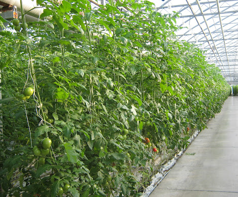 A greenhouse with rows of tall, leafy tomato plants growing along a concrete walkway.
