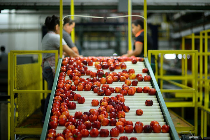 Workers sorting red apples on a conveyor belt in a fruit processing facility.