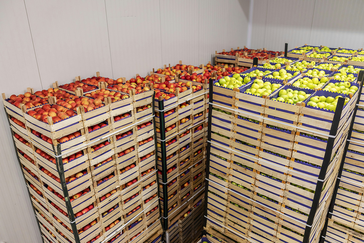 Stacks of wooden crates filled with red and green apples in a storage area.