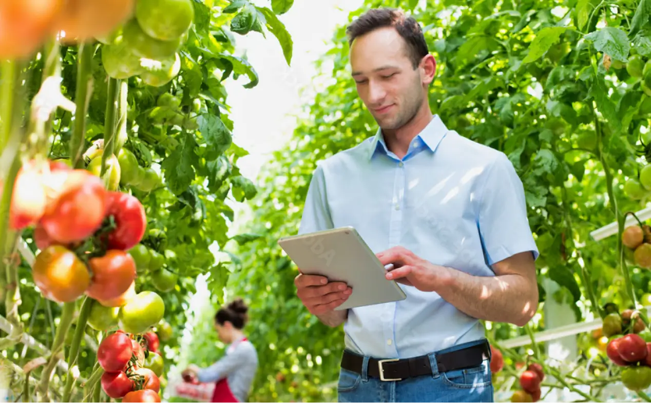 Man using a tablet while standing in a greenhouse with tomato plants; person in the background examining plants.