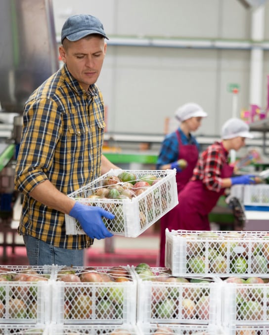 Man packing apples