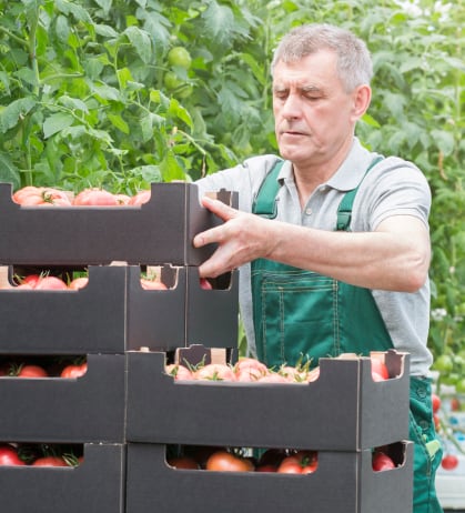 Man in overalls stacking boxes of tomatoes in a greenhouse.
