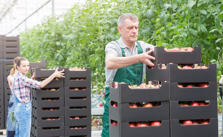 Packing apples for shipment