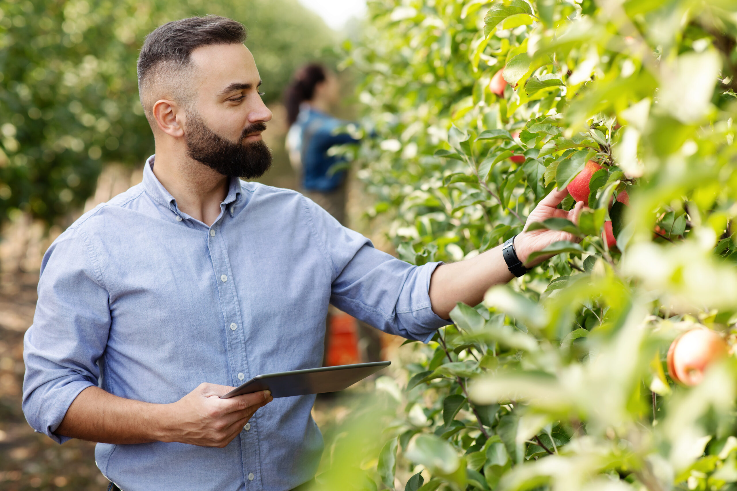 Man checking tablet for automated data, tomato