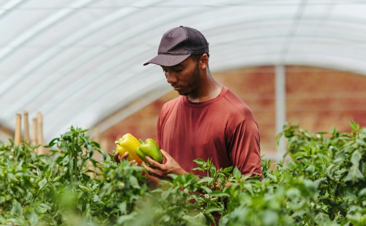 A person in a maroon shirt and black cap examines green and yellow bell peppers in a greenhouse filled with plants.