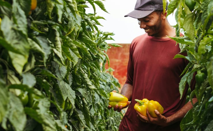 Man holding peppers in greenhouse
