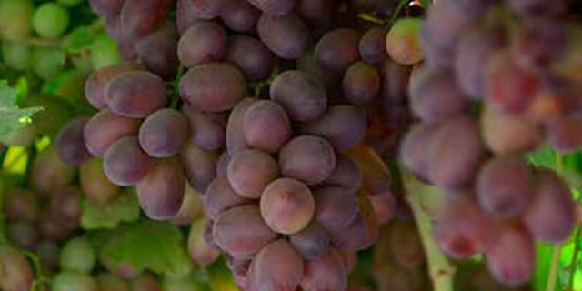Grapes on vine