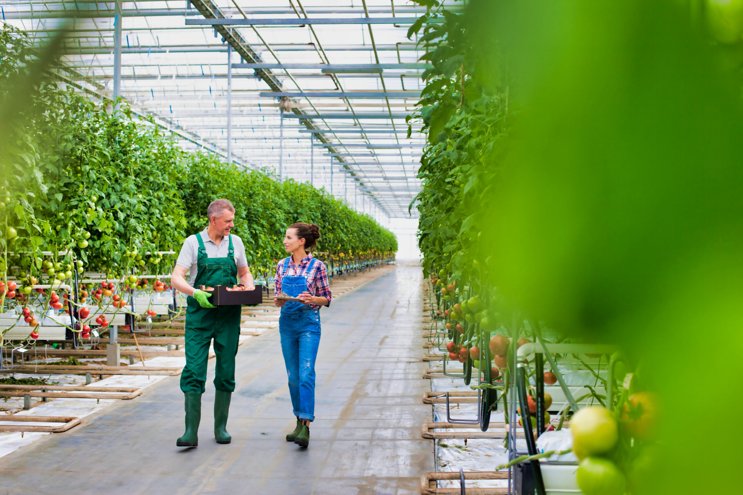 Senior farmer carrying tomatoes in crate while young female supervisor holding report